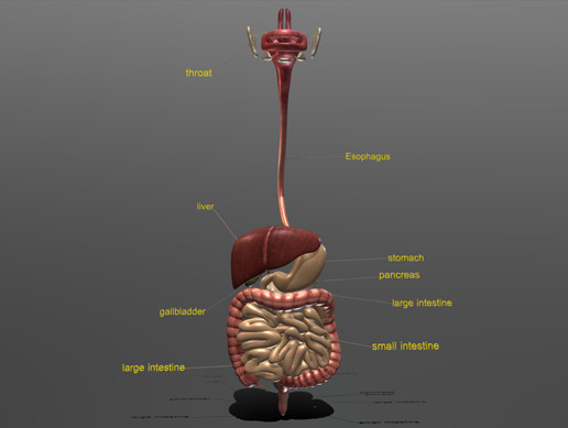 Digestive System 3D Model Characters Unity Asset Store