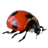 Animated Ladybug