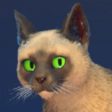 Milo the Cat