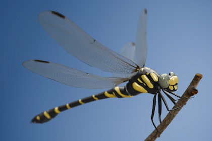 Animated Dragonfly