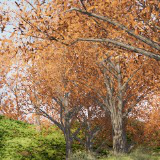 Mobile Tree Bundle 4