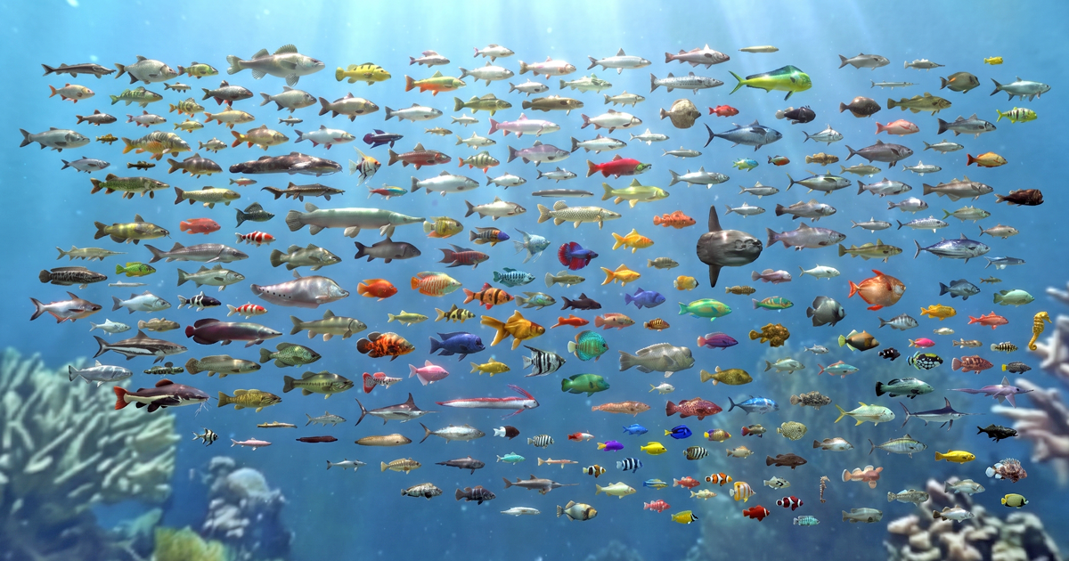 270 fish - Full pack