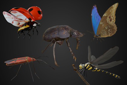 Animated insect bundle