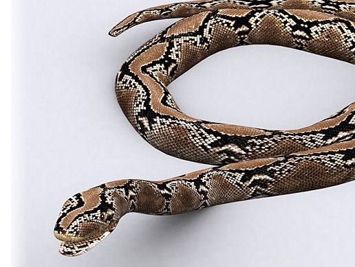 3 змеи фото 3 змеи фото