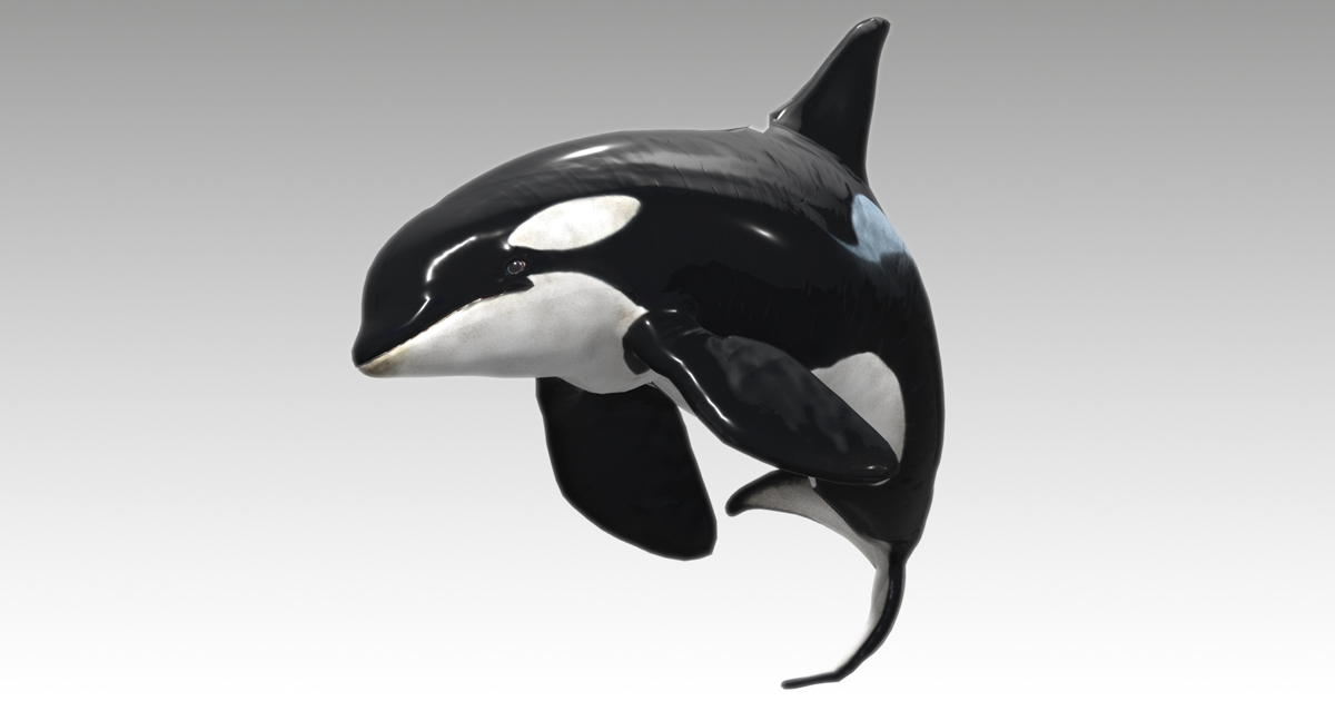 Unity Whale Orca Whale | Characters | Unity Asset Store