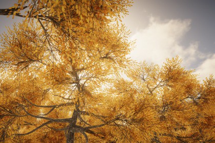 HDRP Tree Pack #10