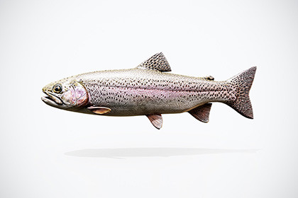 Rigged Trout 3D Model Game Ready