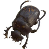 Animated Dung Beetle