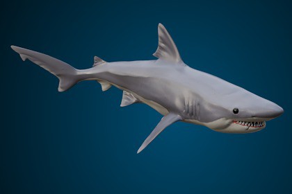Animated Shark (01)