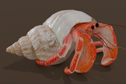 Animated Hermit Crab
