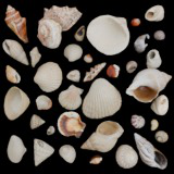 48 SeaShells Bundle