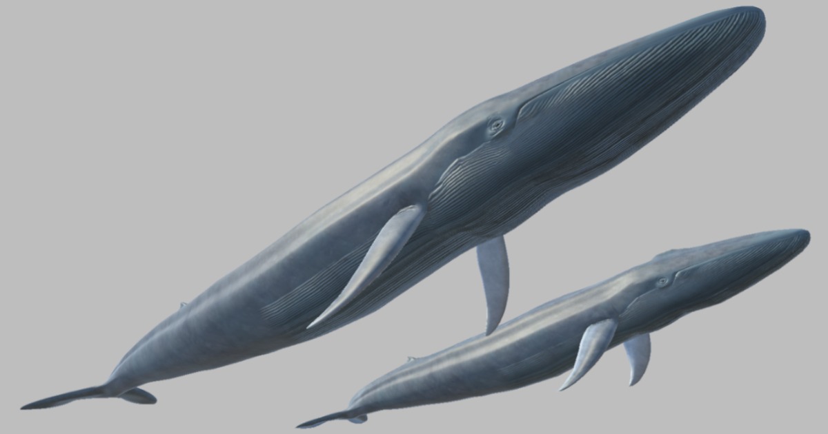 Unity Whale Animated Blue Whale | Characters | Unity Asset Store