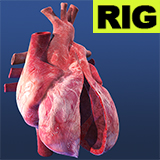 RIG Open Heart Cardiac Cycle