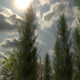 Pro Realistic Trees and Foliages Pack (Mobile-Friendly)