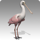 Roseate Spoonbill