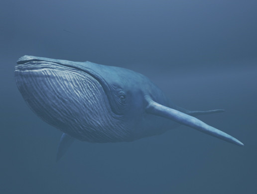 Unity Whale Blue Whale | 角色 | Unity Asset Store