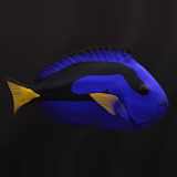 Regal tang