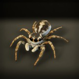 Arachnid Collection — 4 Animated Spiders