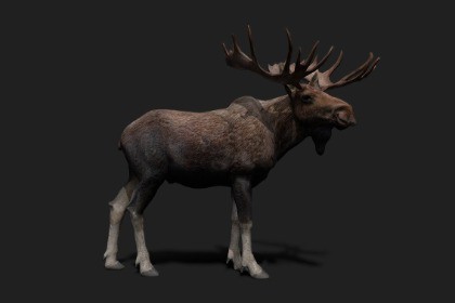 Realistic Animated Moose 2.0