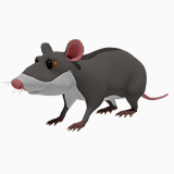 Cartoon Rat