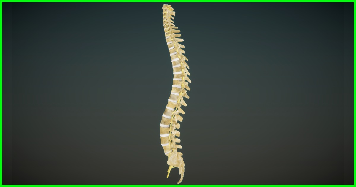 Human Spinal Cord Bone - HDRP | キャラクター | Unity Asset Store
