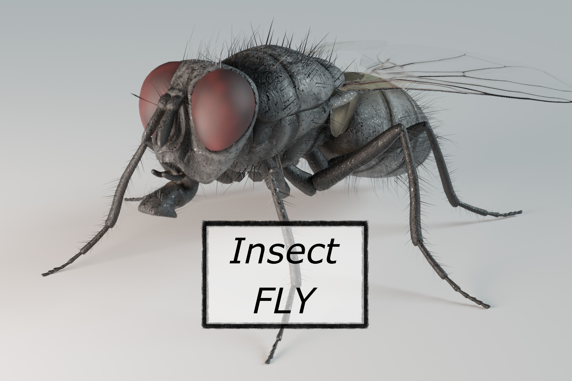 Insect Fly | VFX Particles | Unity Asset Store
