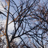 Mobile Tree Bundle (Winter)