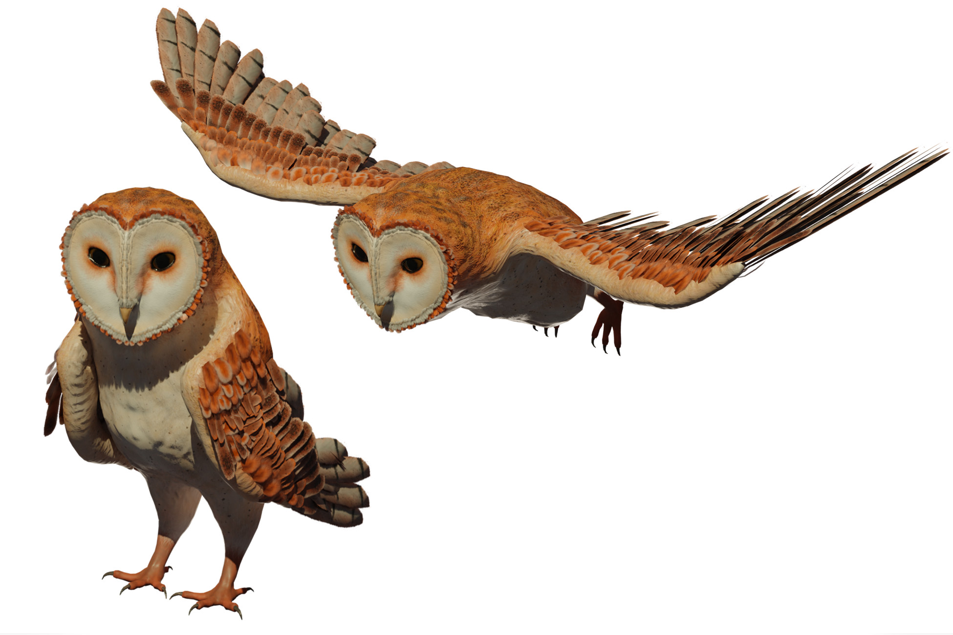 Barn-Owl