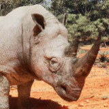 Realistic African Rhinoceros