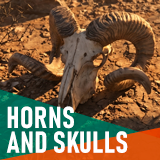 Horns and Skulls – Hunting Trophy