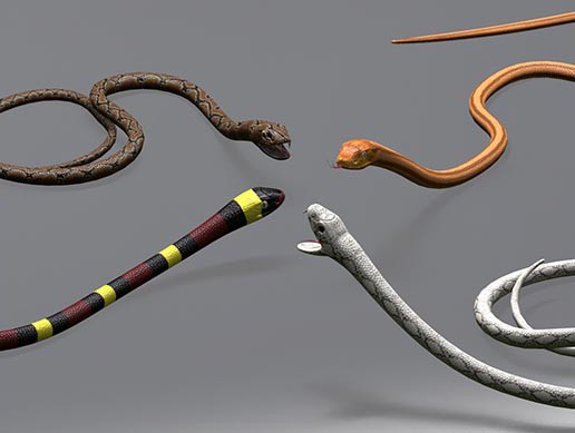 Unity Store Snake Snakes Character Pack | Characters | Unity Asset Store