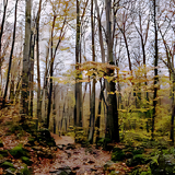 Autumn Forest Trees