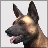 Dog - Belgian Malinois