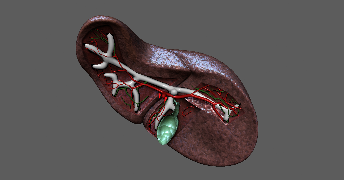 Cross Section Human Liver | 3D | Unity Asset Store
