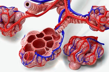 Cross-Section Alveoli Anatomy