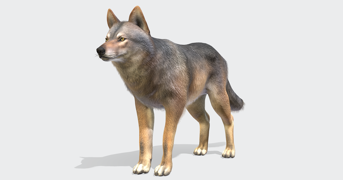 Wolf - Male | Characters | Unity Asset Store