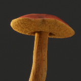 Realistic Mushrooms Scans
