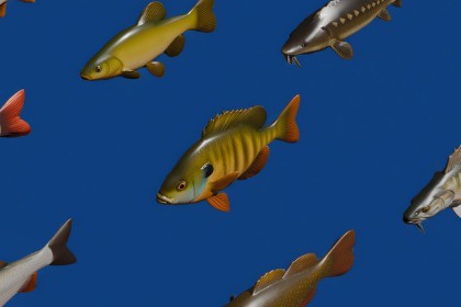 Realistic Freshwater Fish Pack 2