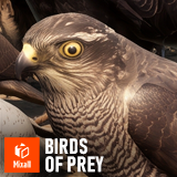 Birds of prey - animals pack