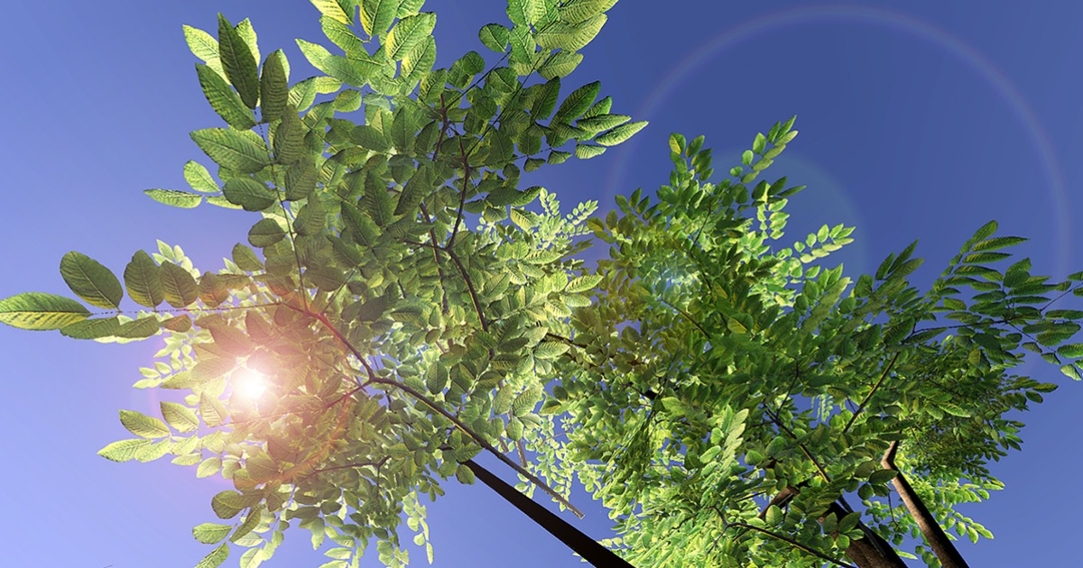 Gen05SmallEuropeanTrees01 | 3D Trees | Unity Asset Store