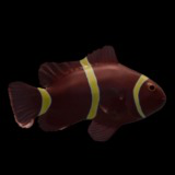 Clownfish Gold Stripped Maroon