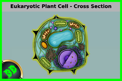 Eukaryotic Plant Cell - Cross Section