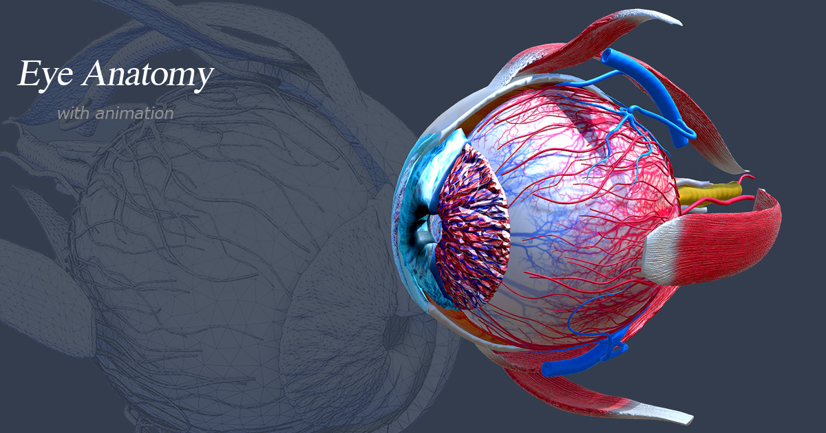 Eye Animation Unity Eye Anatomy animated | 3D Characters | Unity Asset Store