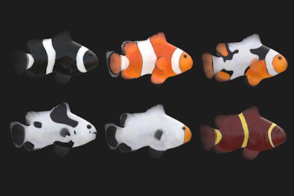 Clownfish Bundle