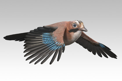 Eurasian Jay - Animated Low Poly 3D Model
