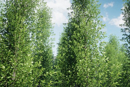 Mobile Tree Pack 31 (for URP)