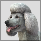Dog - Poodle