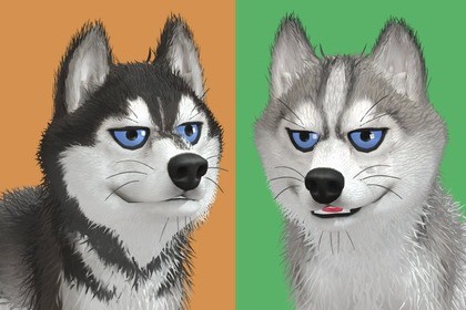 Cute Dog - Husky