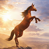 Horse Anim Pack V01