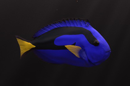 Regal tang